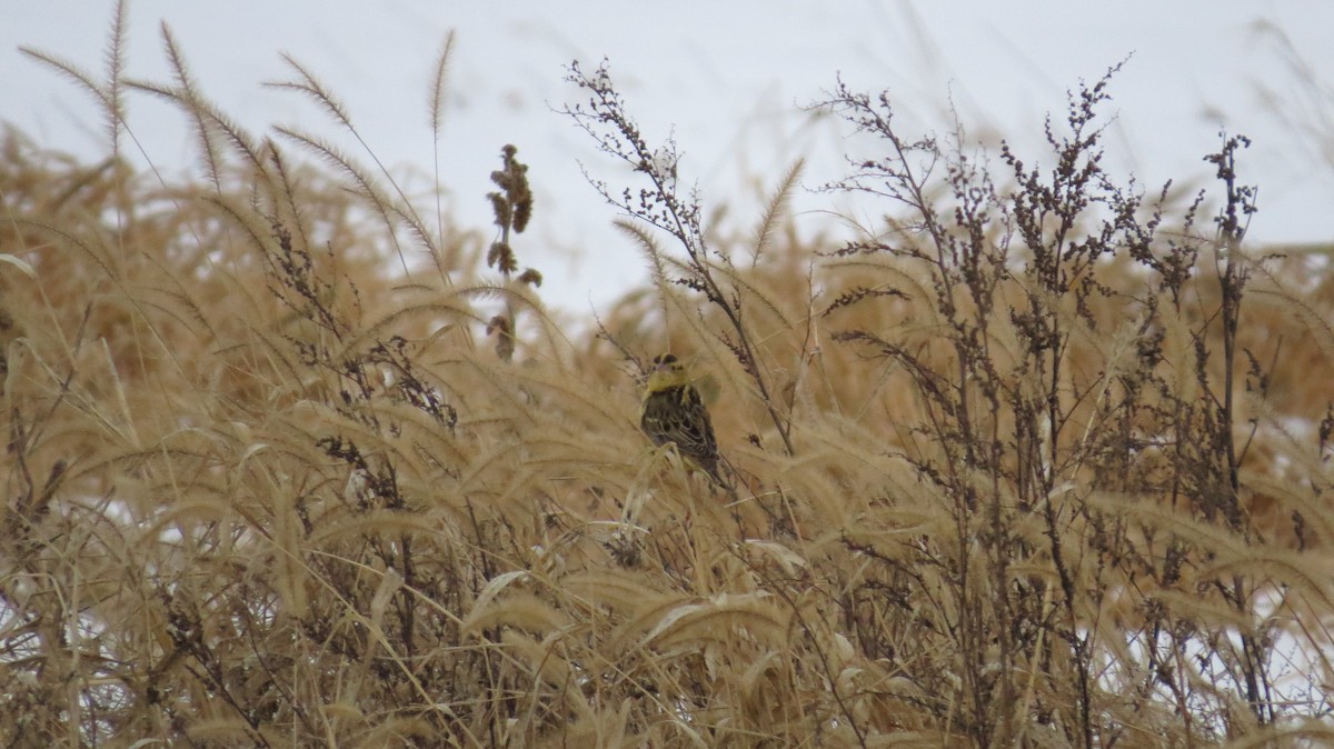 Tordo Charlatán - ML647094027