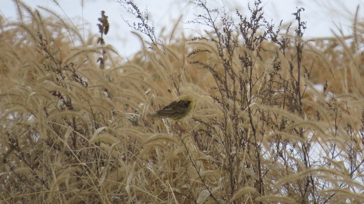 Tordo Charlatán - ML647094028