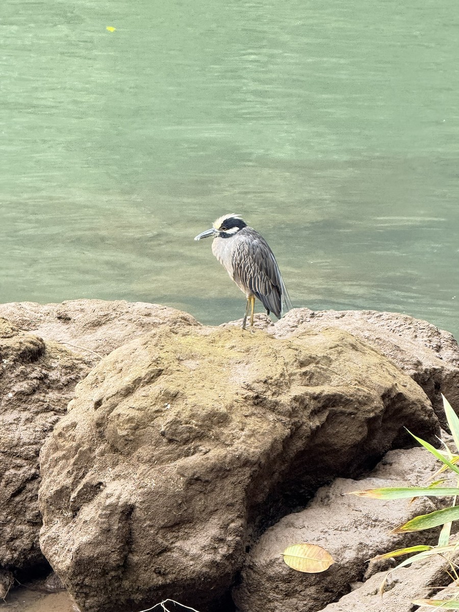 Yellow-crowned Night Heron - ML647094029