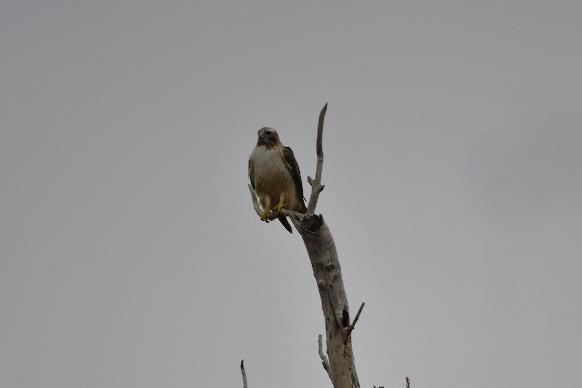 Red-tailed Hawk (borealis) - ML647094031