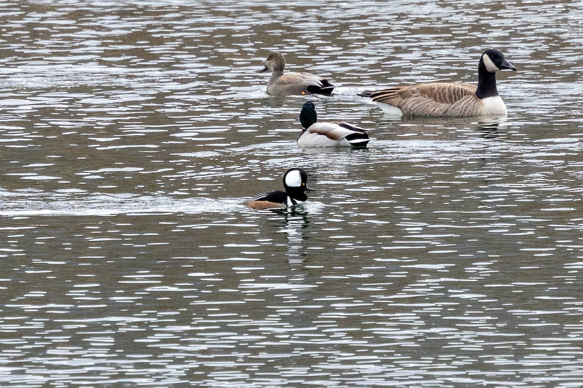 Hooded Merganser - ML647094032