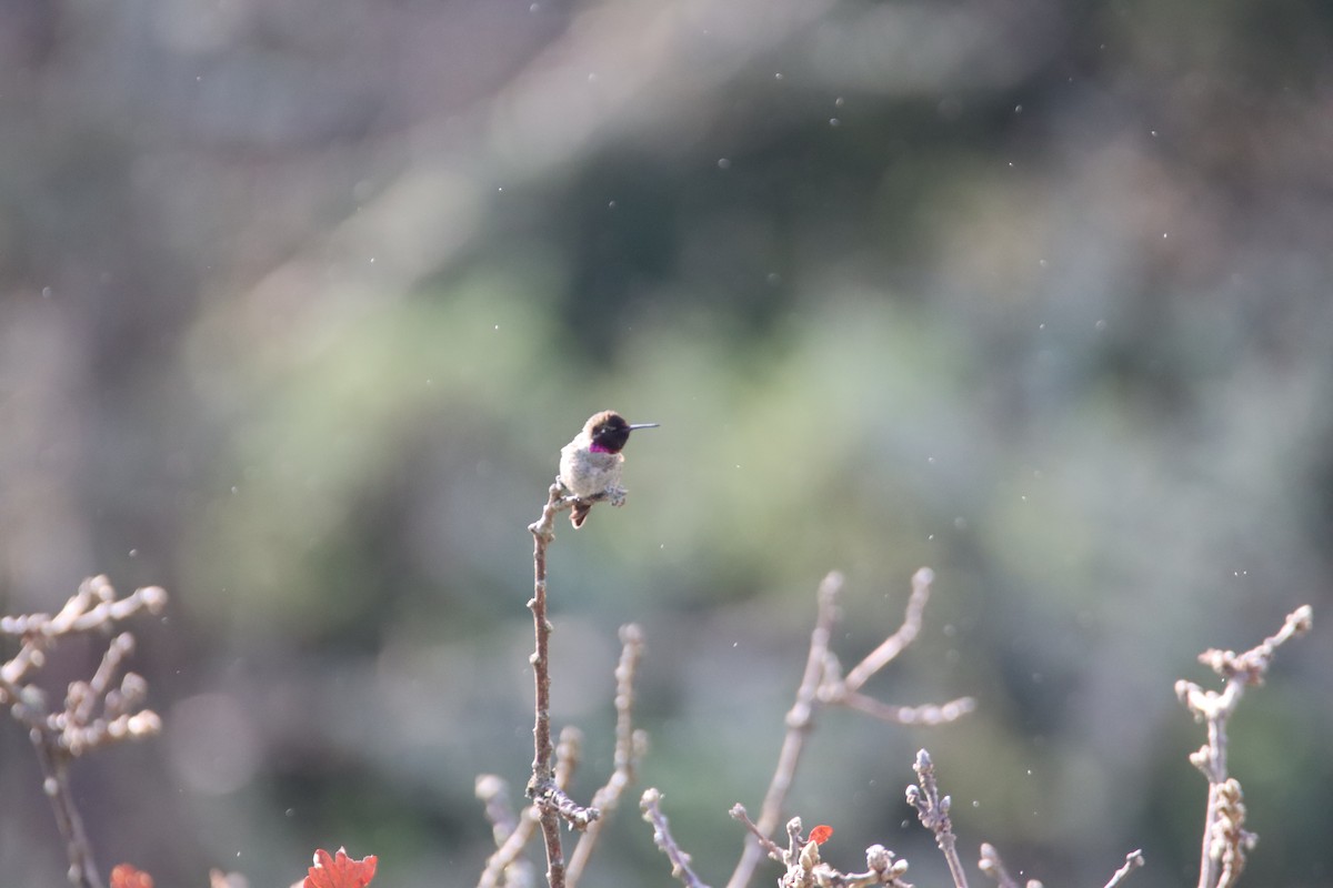 Anna's Hummingbird - ML647094034