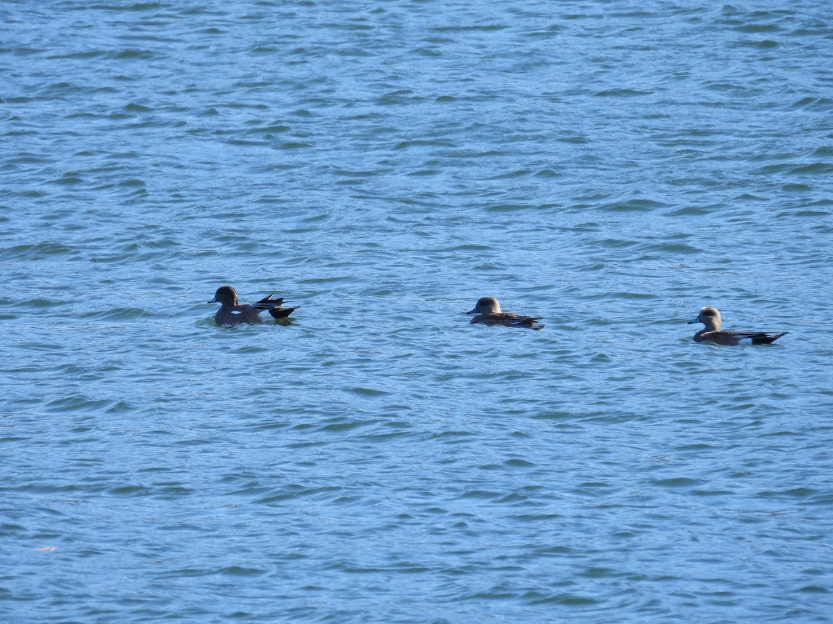 American Wigeon - ML647094041