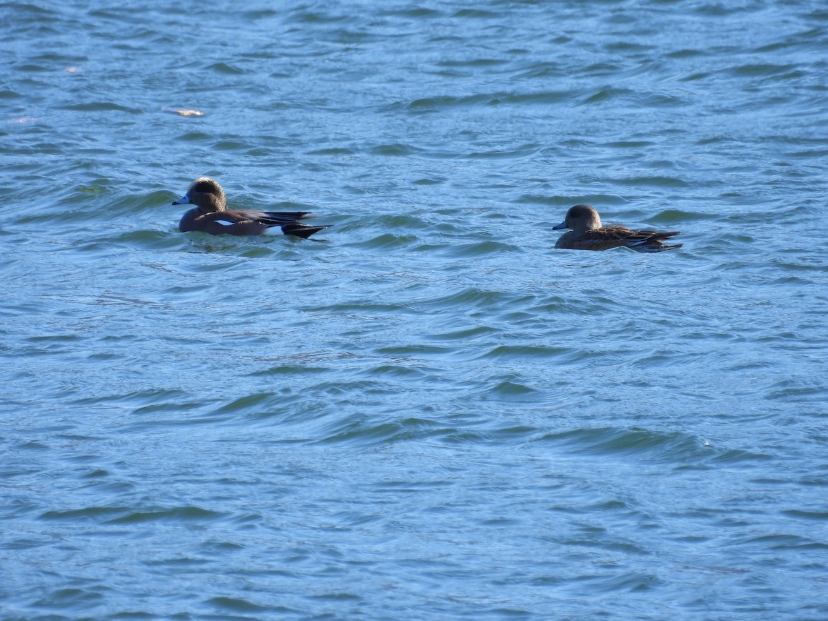 American Wigeon - ML647094042