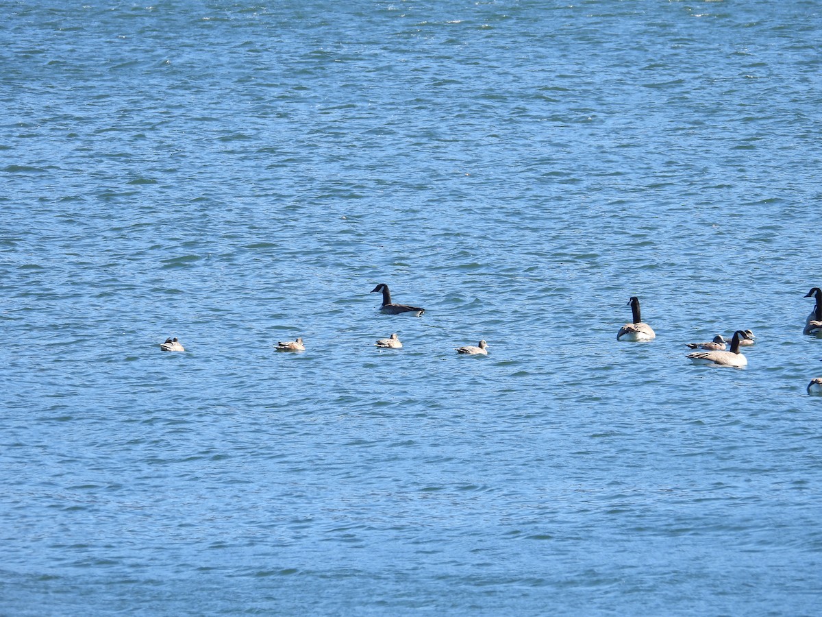 American Wigeon - ML647094043