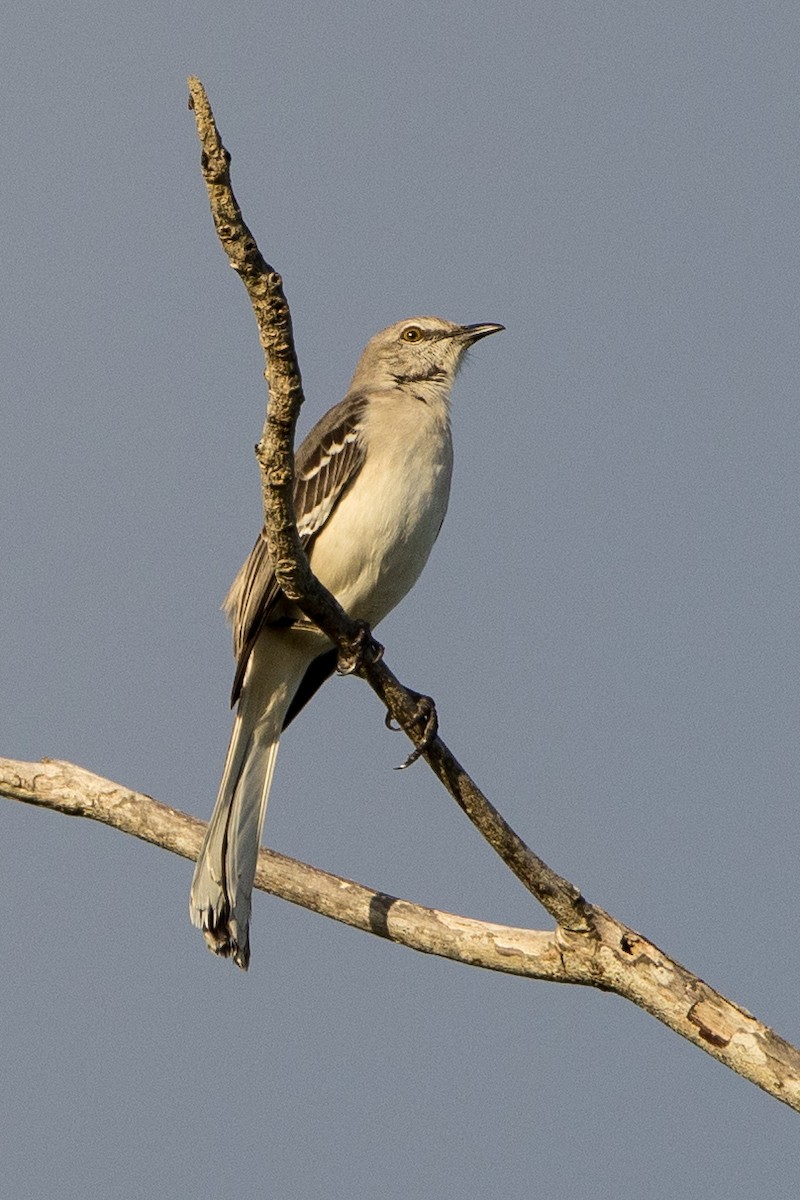Northern Mockingbird - ML647094044