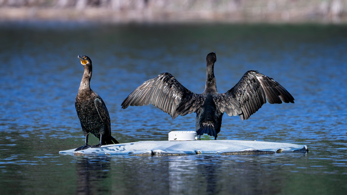 Ubarroi belarriduna - ML647094047