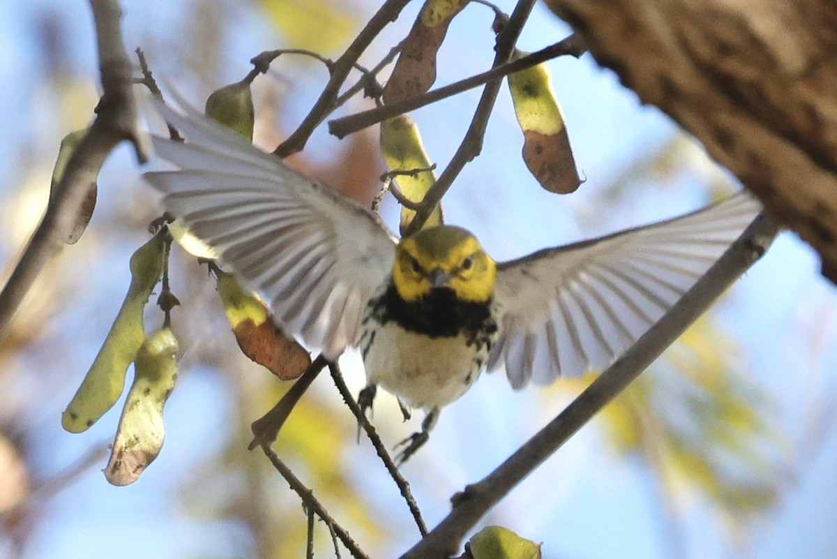 Black-throated Green Warbler - ML647094048