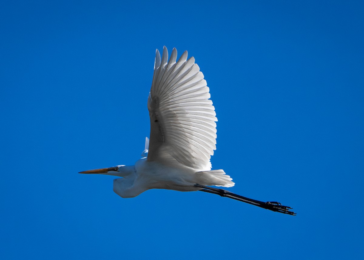 Koartza zuria - ML647094054