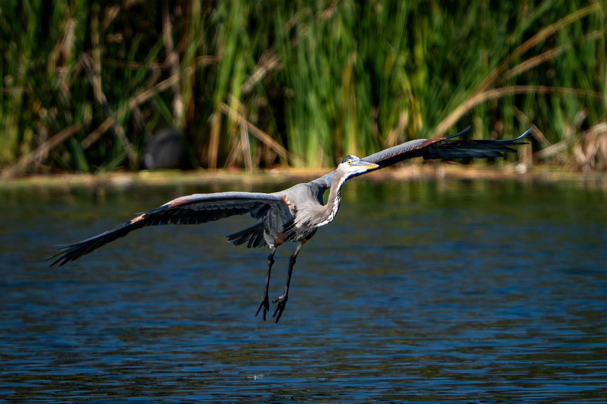 Koartza hauskara amerikarra - ML647094061