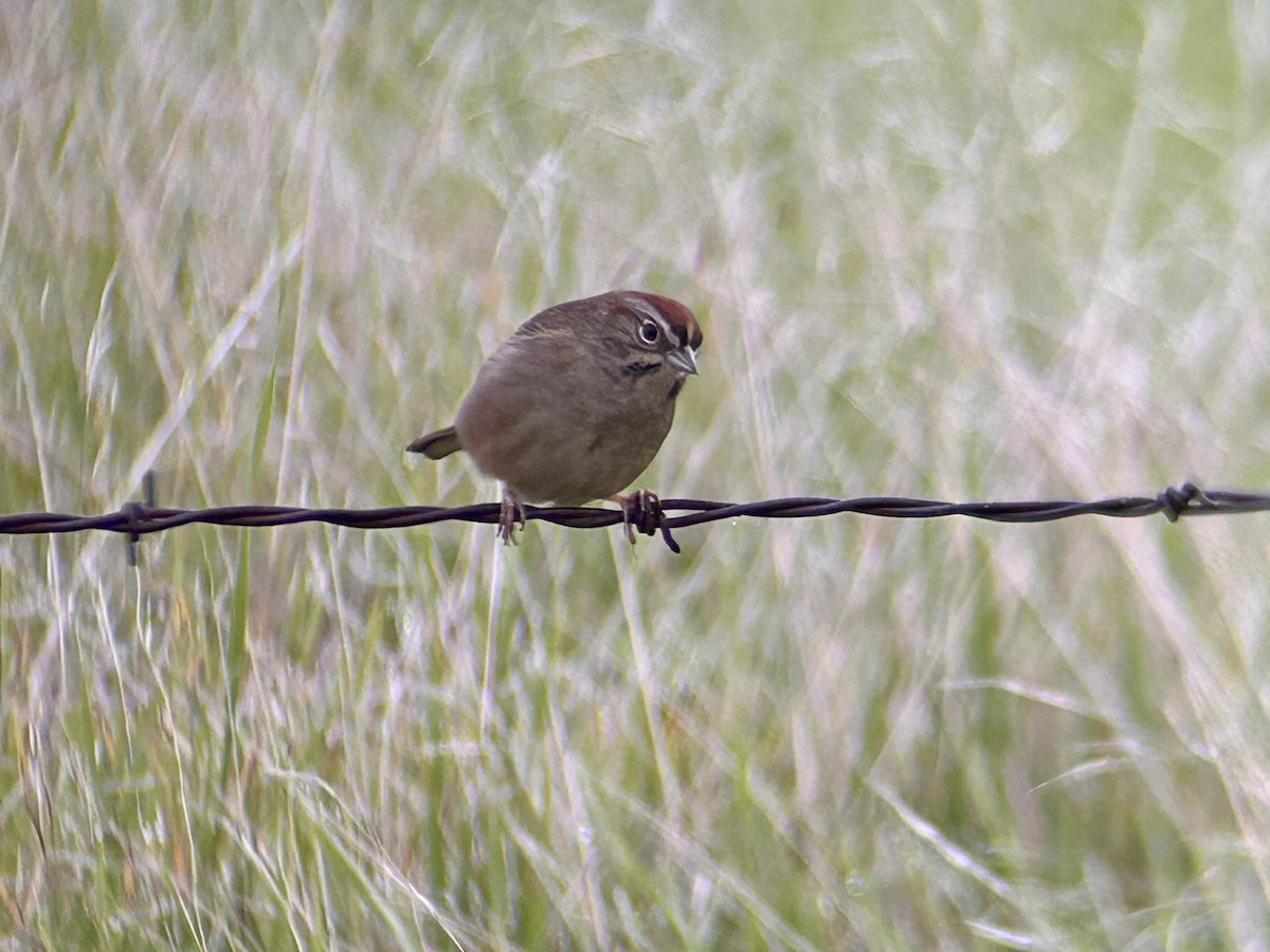 Rufous-crowned Sparrow - ML647094062