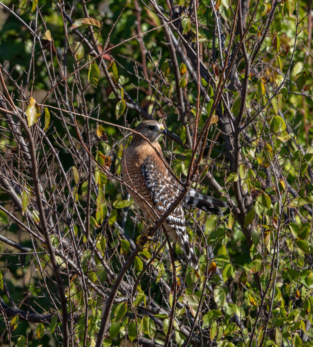Red-shouldered Hawk - ML647094067