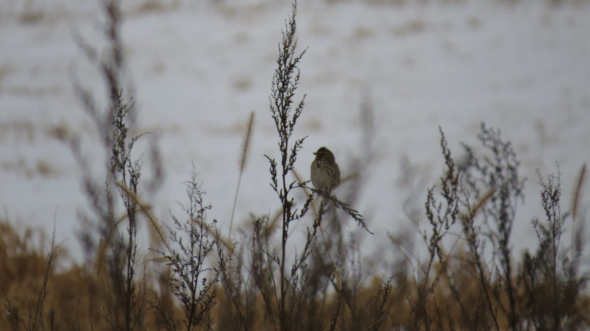 Chingolo Sabanero - ML647094068