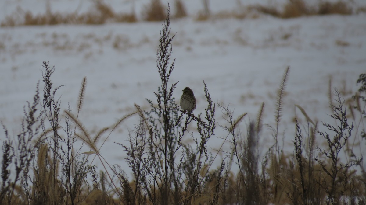 Chingolo Sabanero - ML647094069