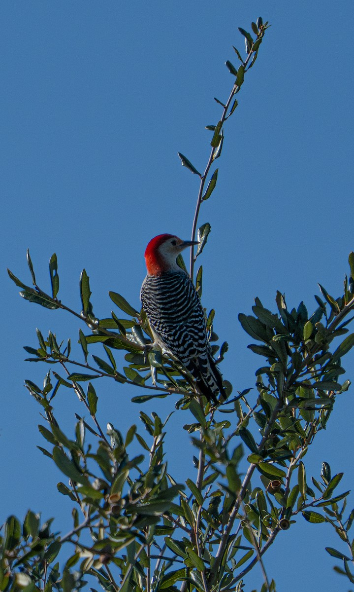 Red-bellied Woodpecker - ML647094071