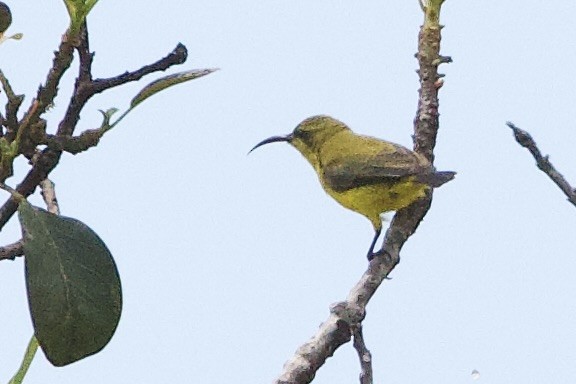 Sahul Sunbird - ML647094074