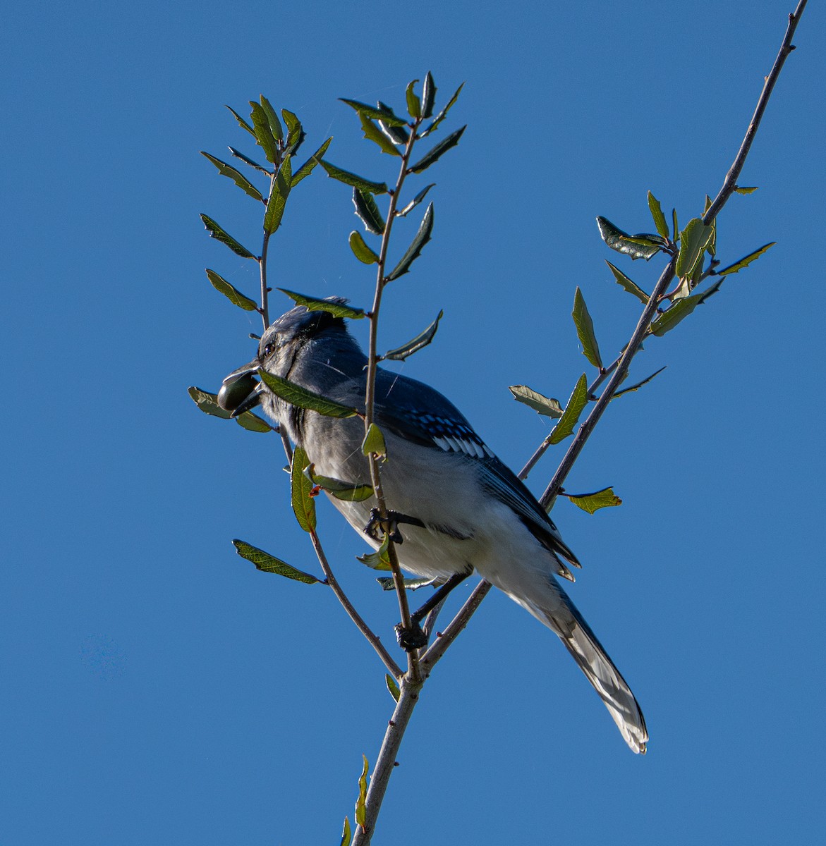 Blue Jay - ML647094075