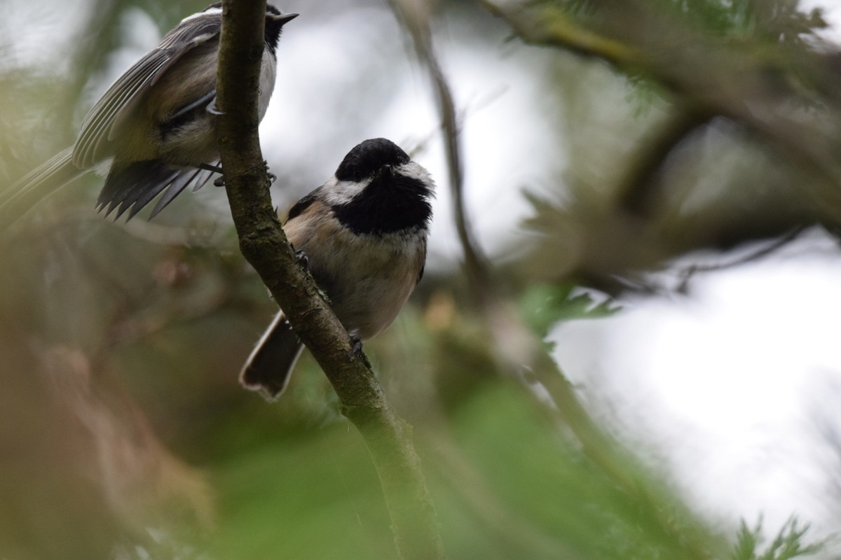 Black-capped Chickadee - ML647094082