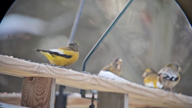 Evening Grosbeak - ML647094088