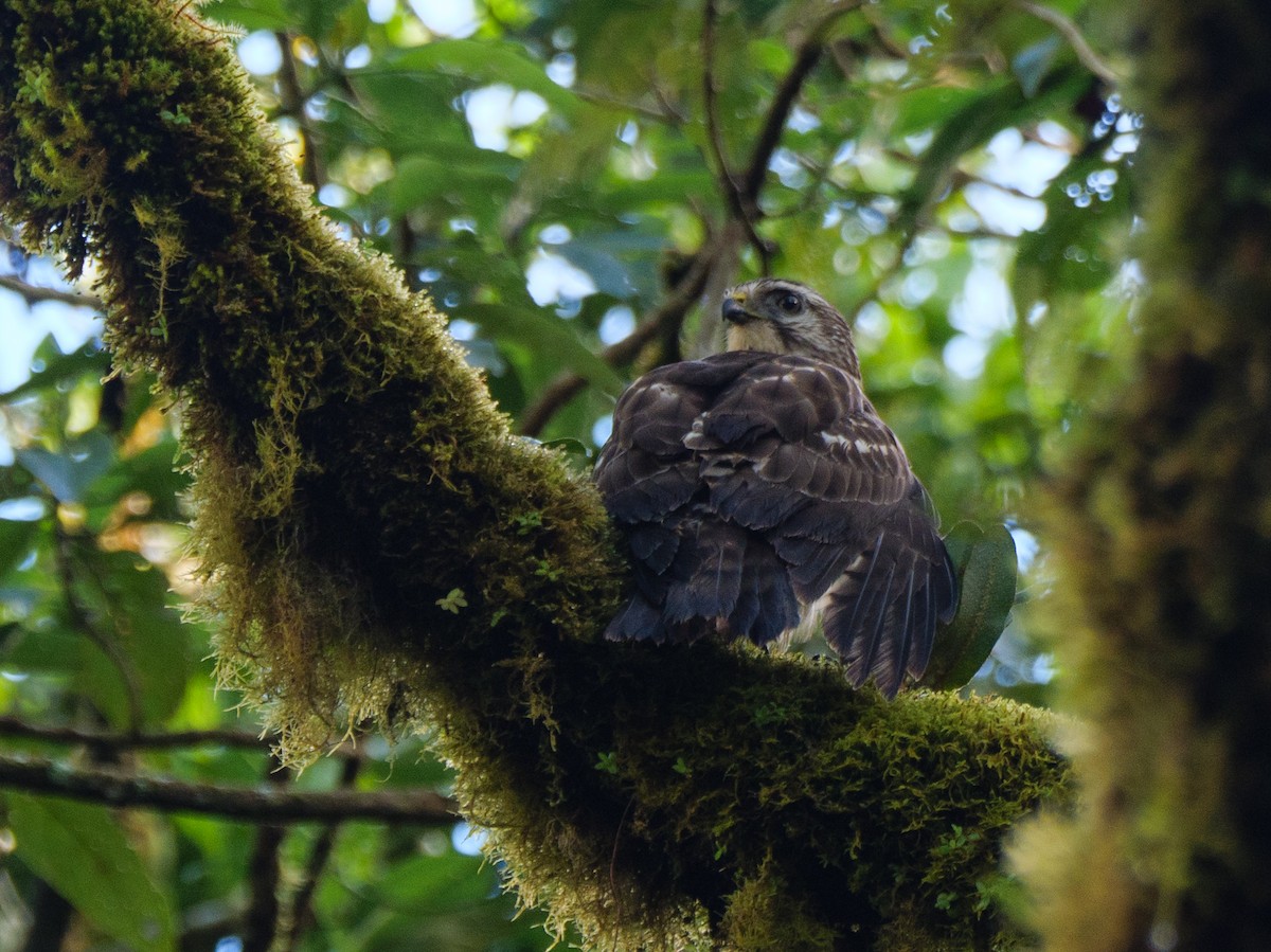 Broad-winged Hawk - ML647094095