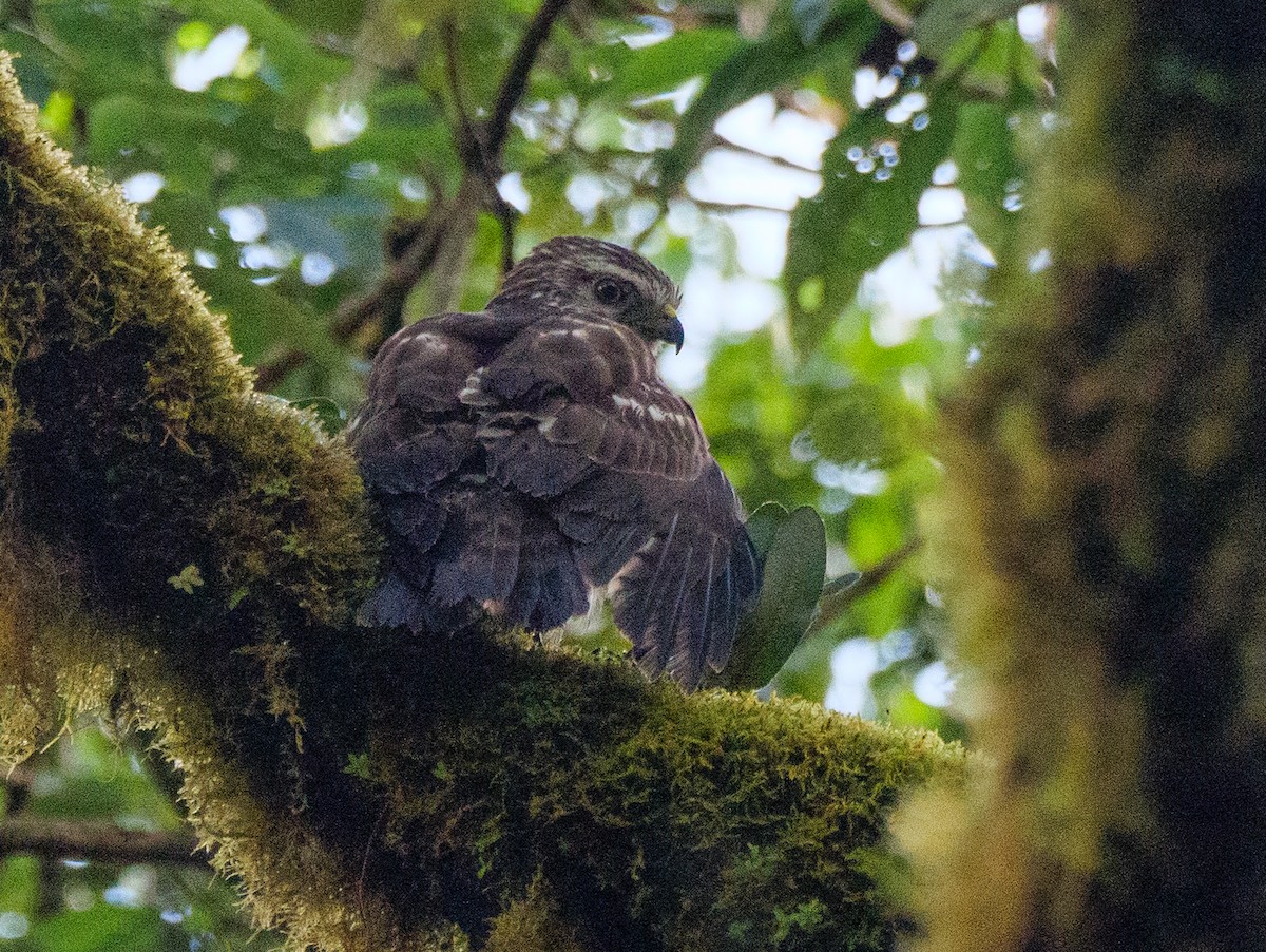 Broad-winged Hawk - ML647094096