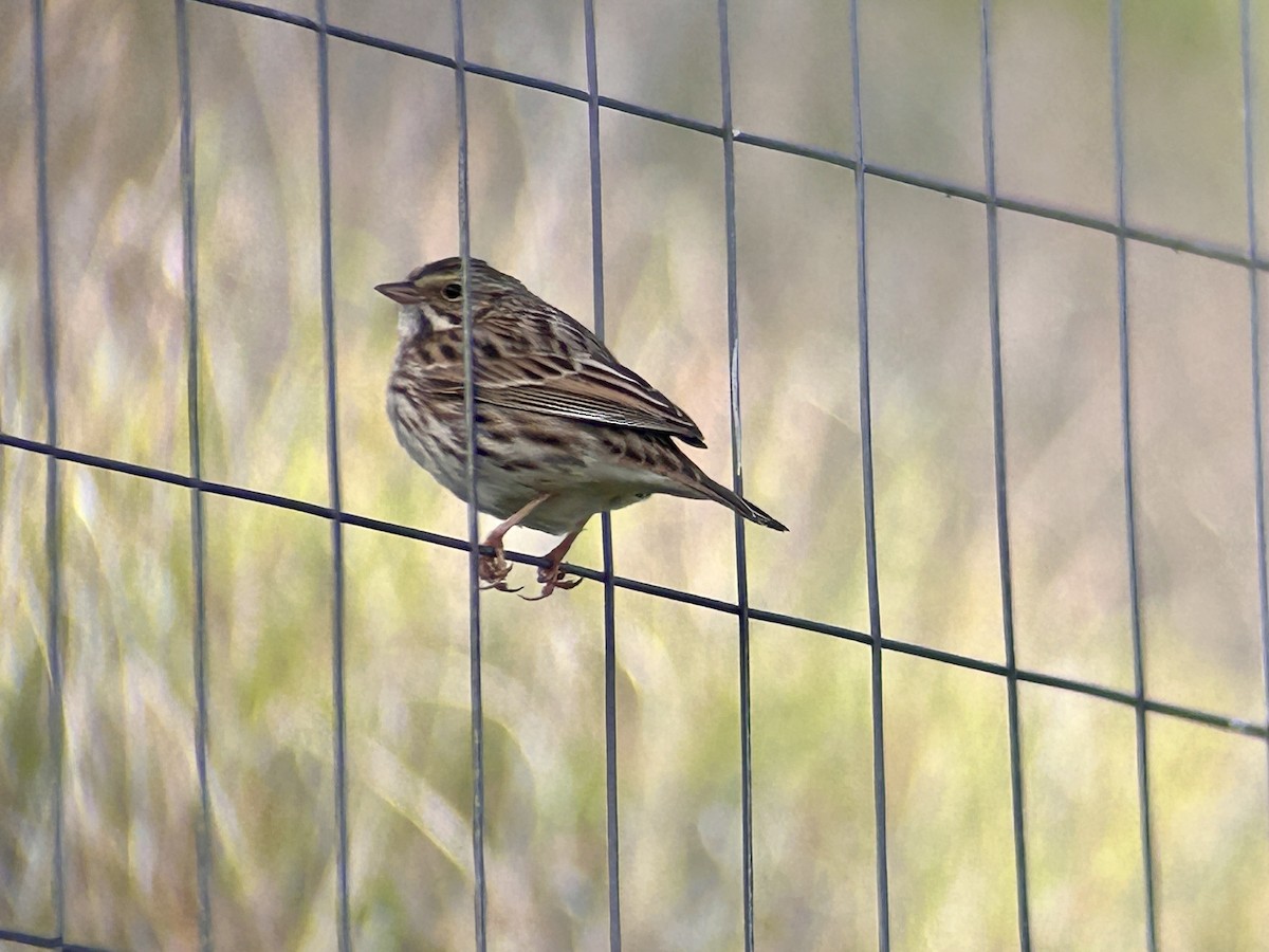 strnadec luční - ML647094097