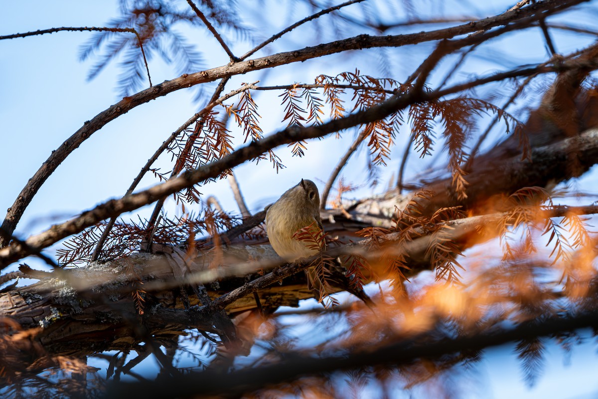 Erregetxo mottogorria - ML647094099