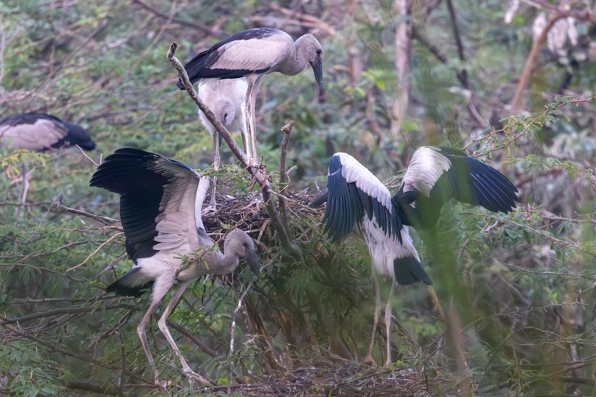Asian Openbill - ML647094102