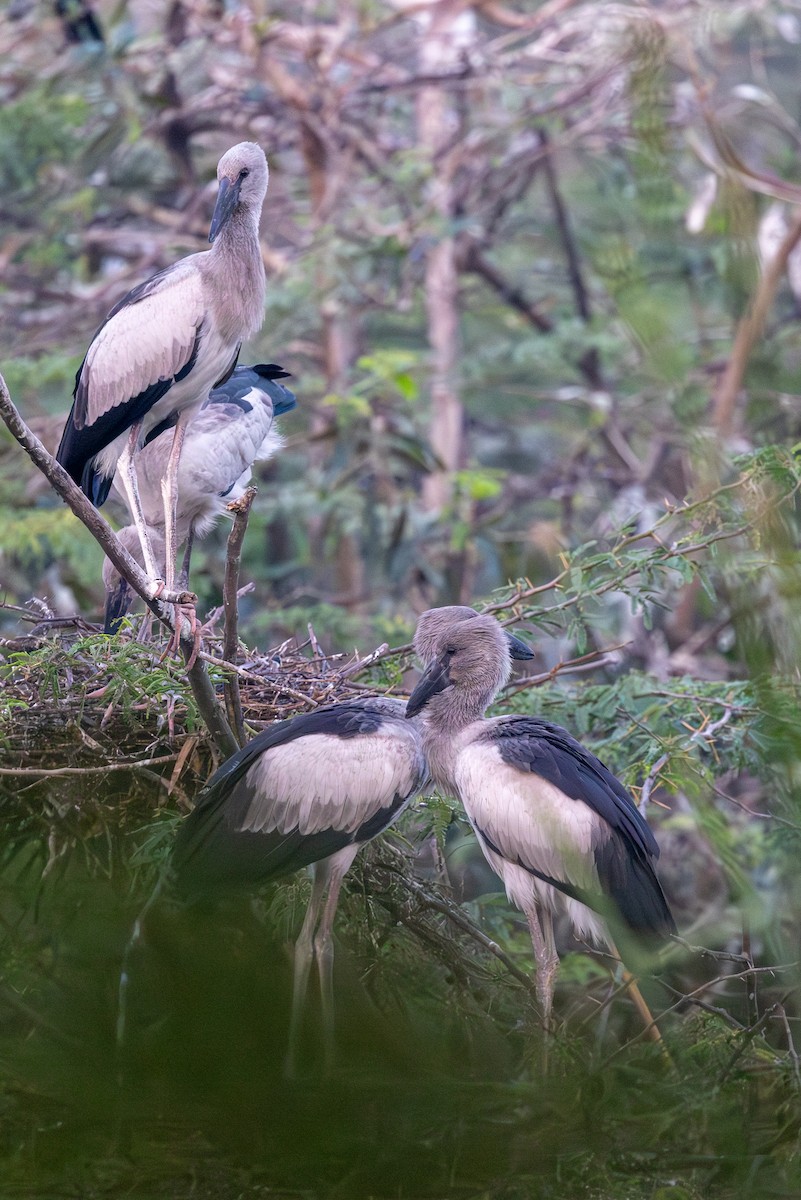 Asian Openbill - ML647094103