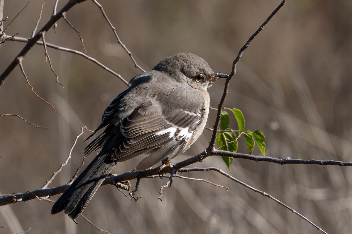 Northern Mockingbird - ML647094104