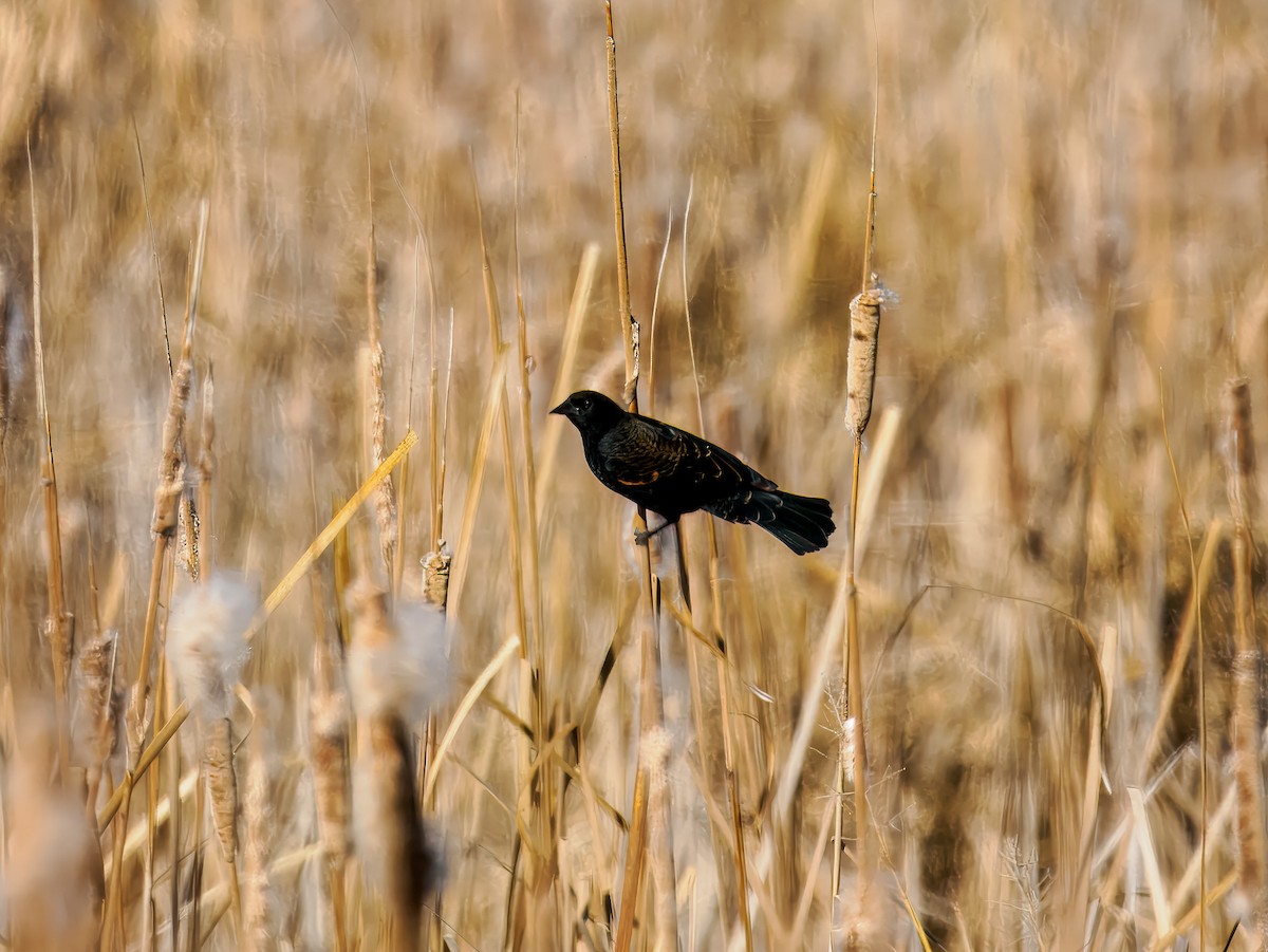 Red-winged Blackbird - ML647094105