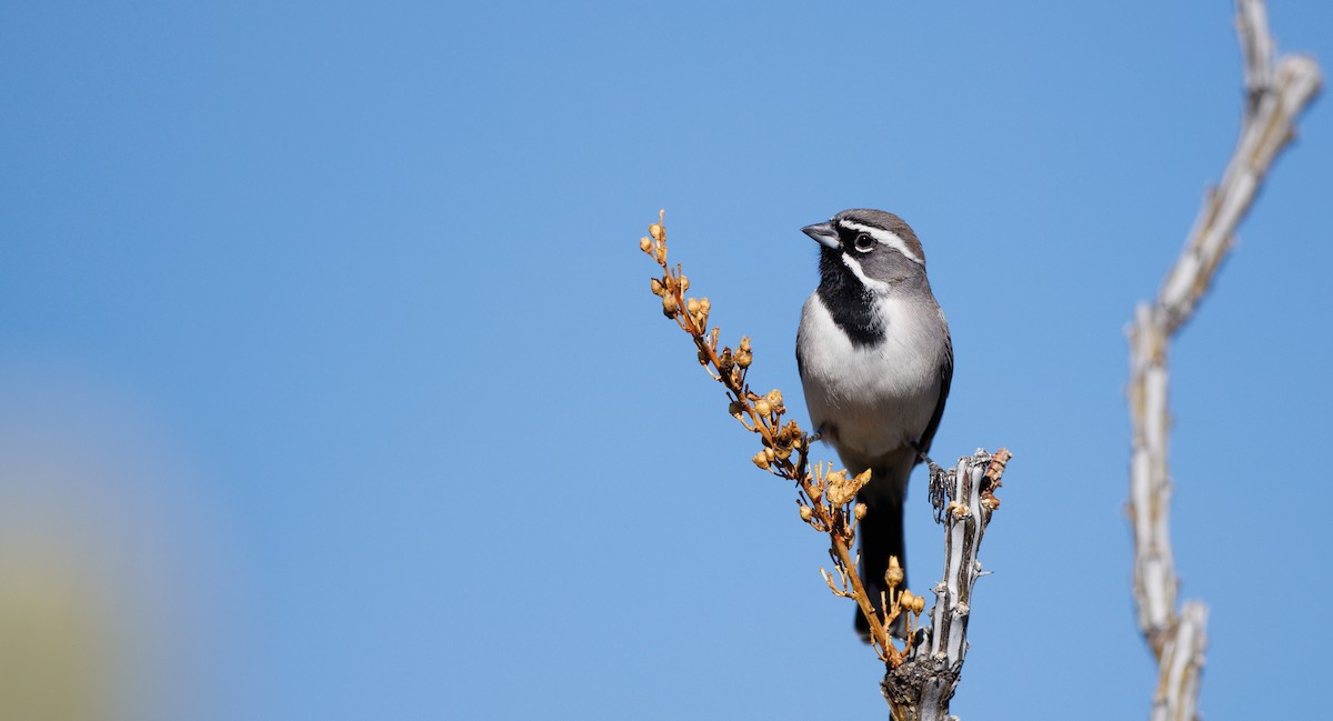 Black-throated Sparrow - ML647094106