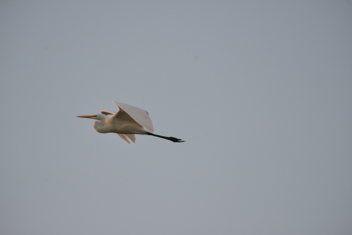 Great Egret - ML647094107