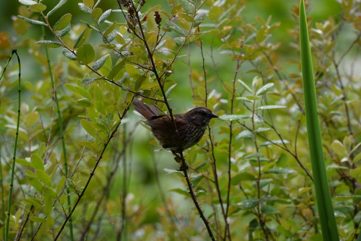 Song Sparrow - ML647094110