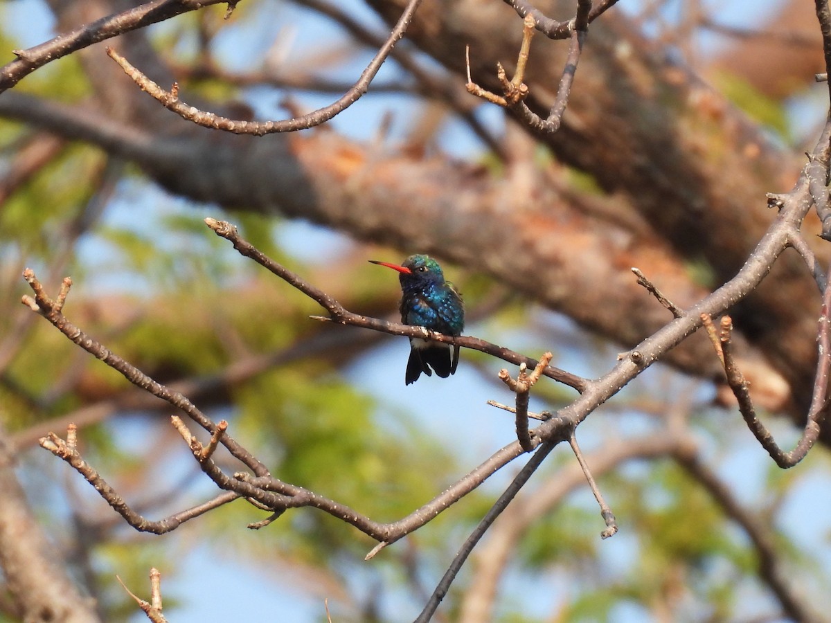 Turquoise-crowned Hummingbird - ML647094111