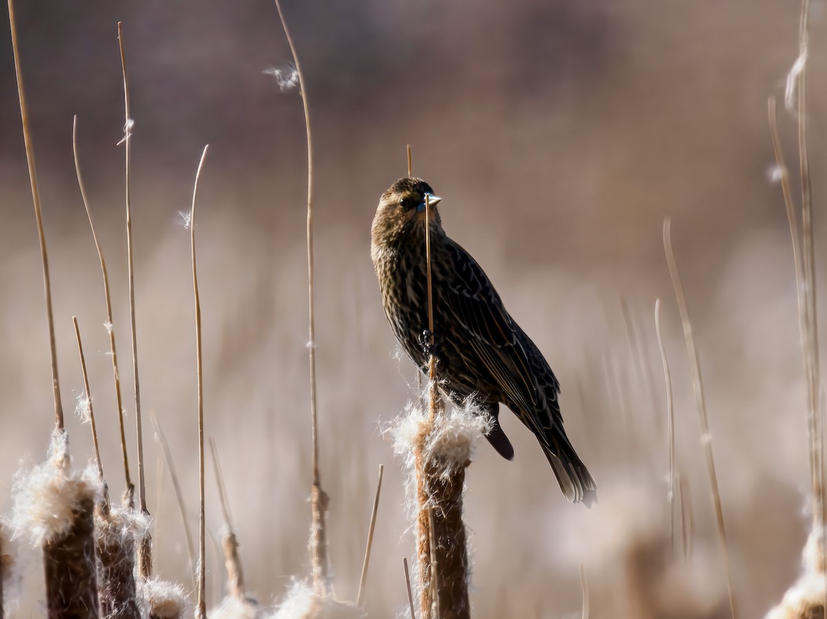 Red-winged Blackbird - ML647094112