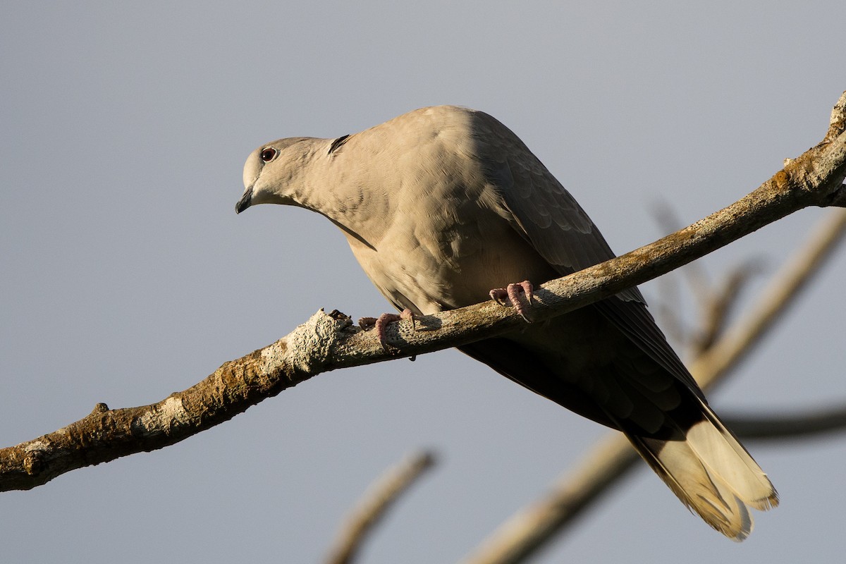 Eurasian Collared-Dove - ML647094113