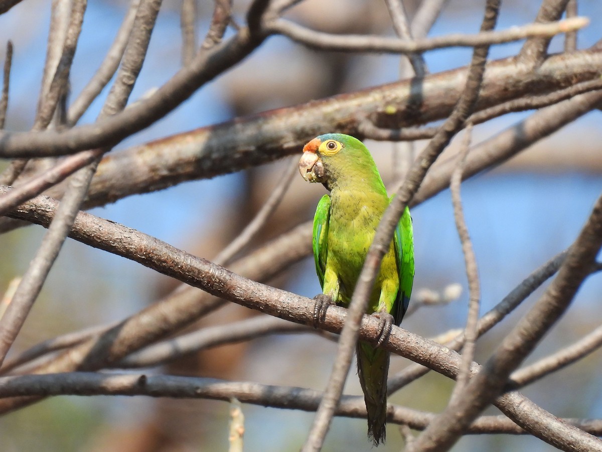 Orange-fronted Parakeet - ML647094114