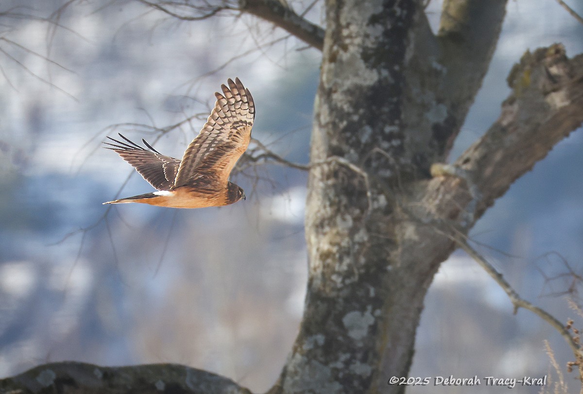 Northern Harrier - ML647094115