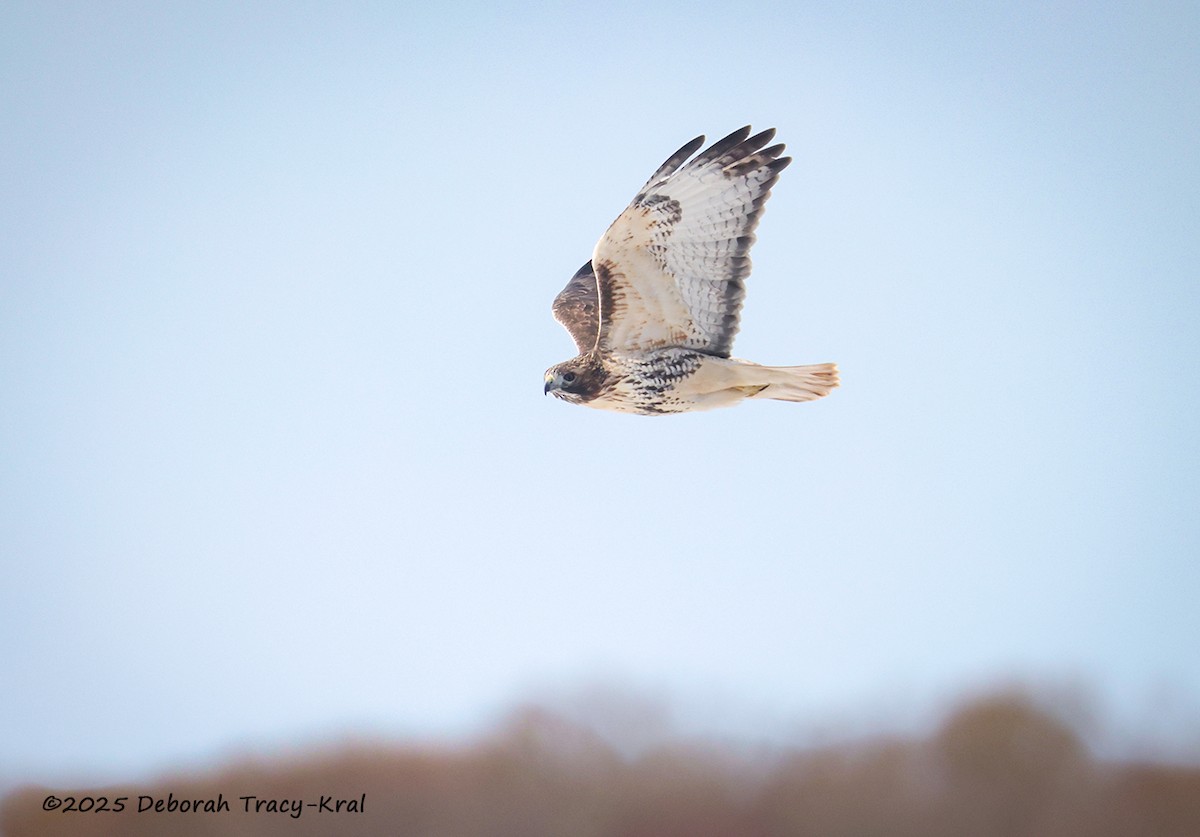 Red-tailed Hawk - ML647094117