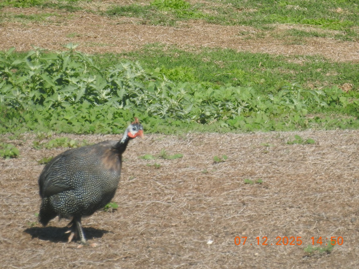 Beçtavuğu - ML647094120