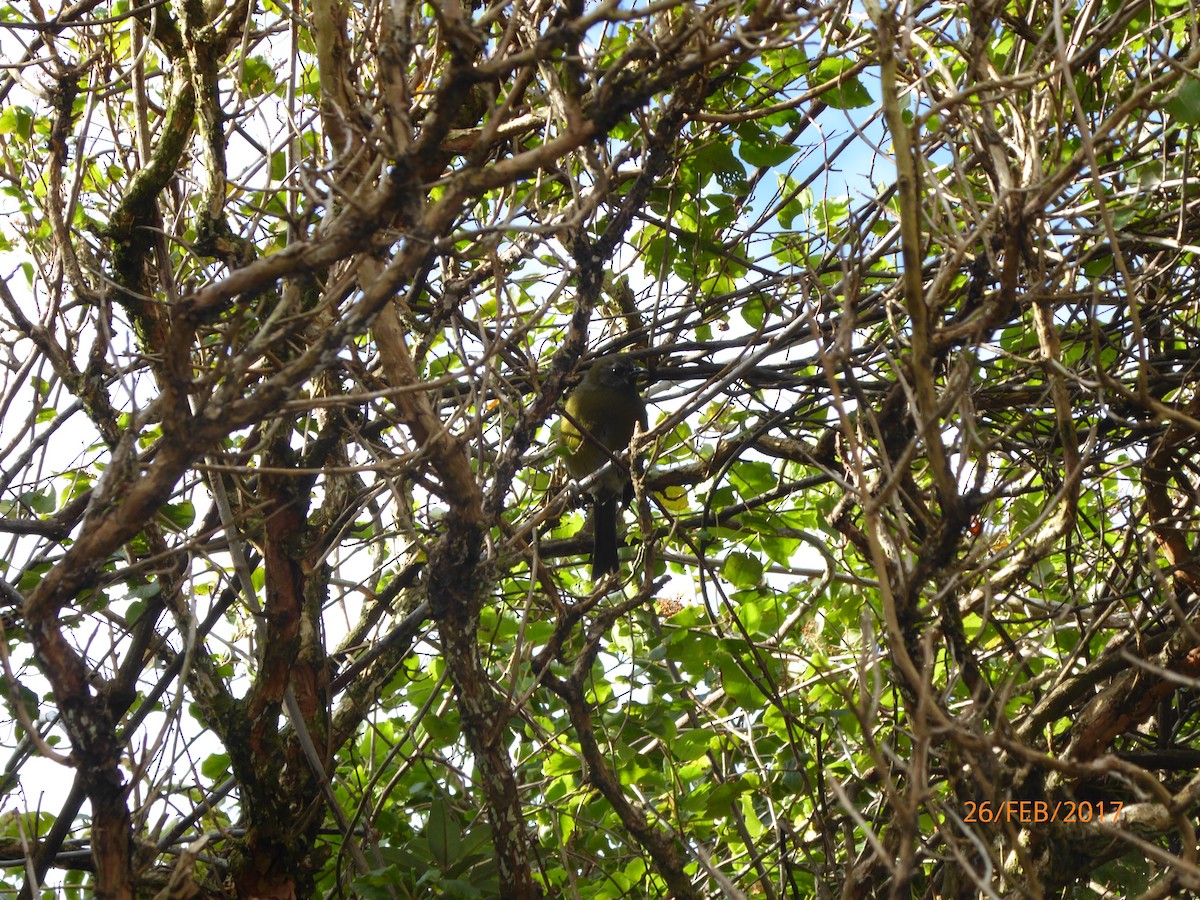 New Zealand Bellbird - ML647094122