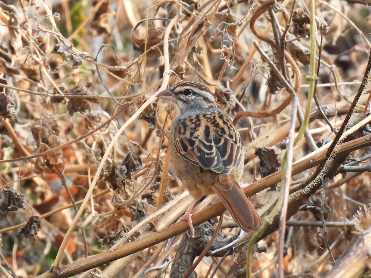 Cinnamon-tailed Sparrow - ML647094123