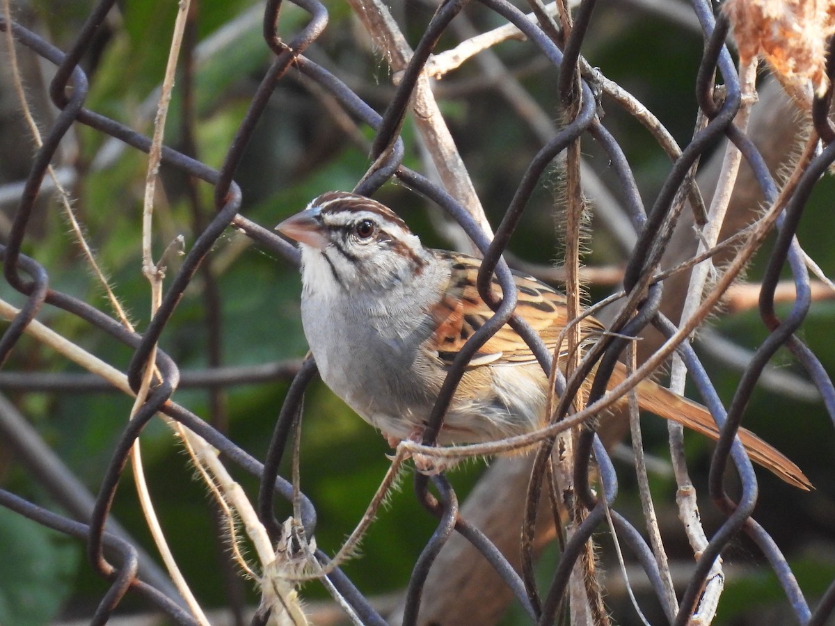 Cinnamon-tailed Sparrow - ML647094124