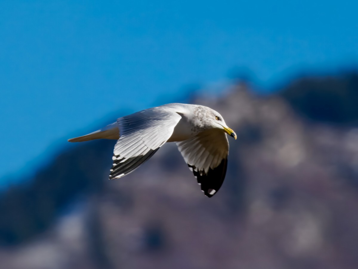Ring-billed Gull - ML647094125