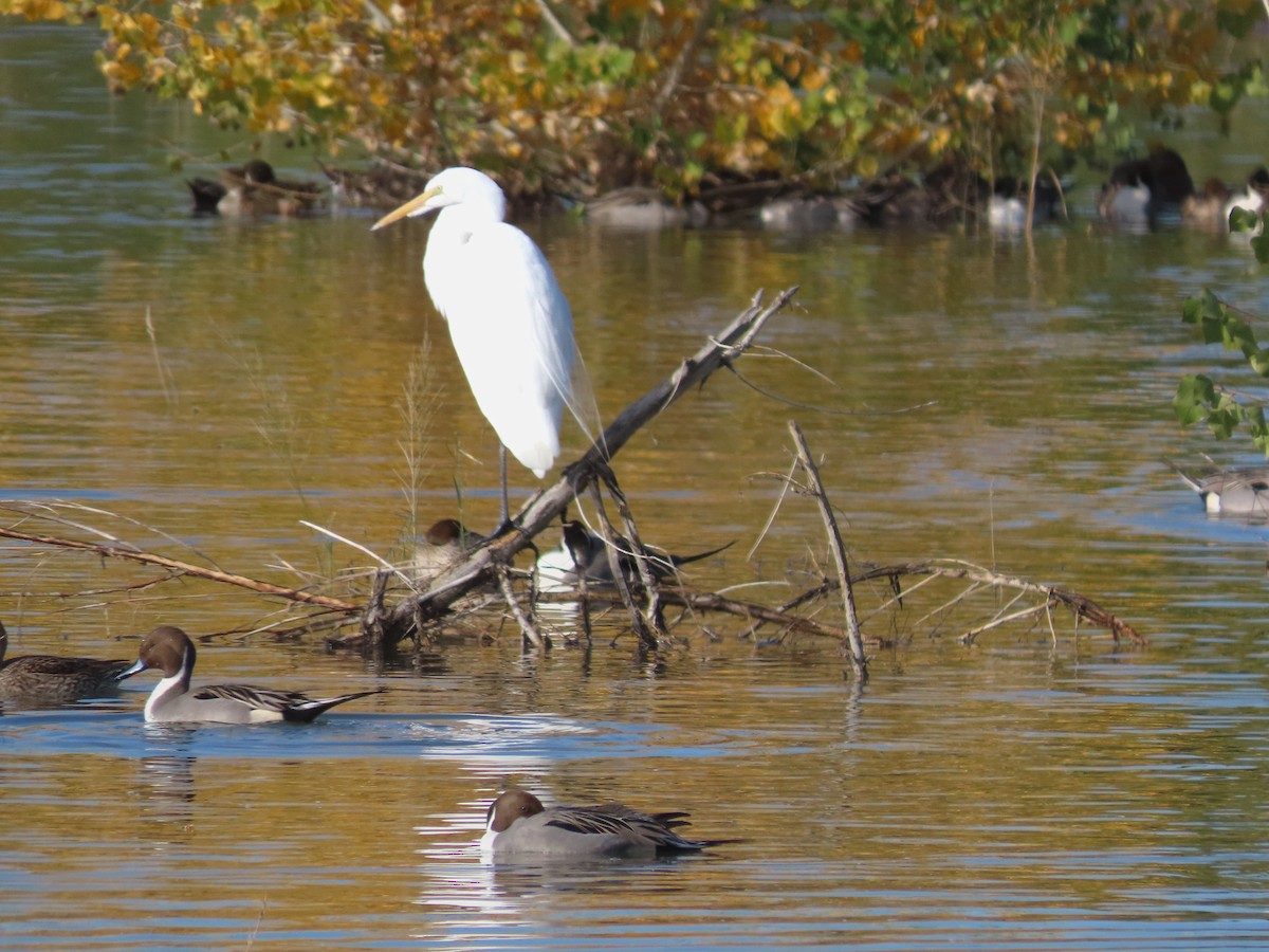 Great Egret - ML647094126