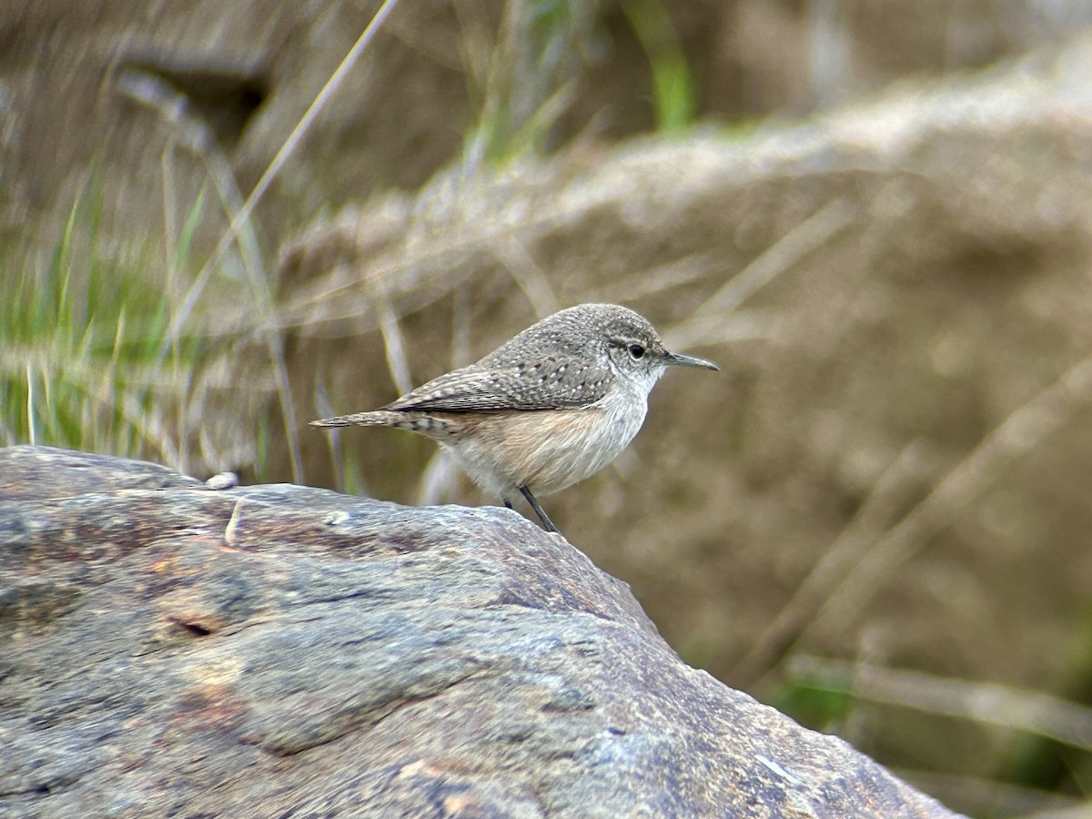 Rock Wren - ML647094127