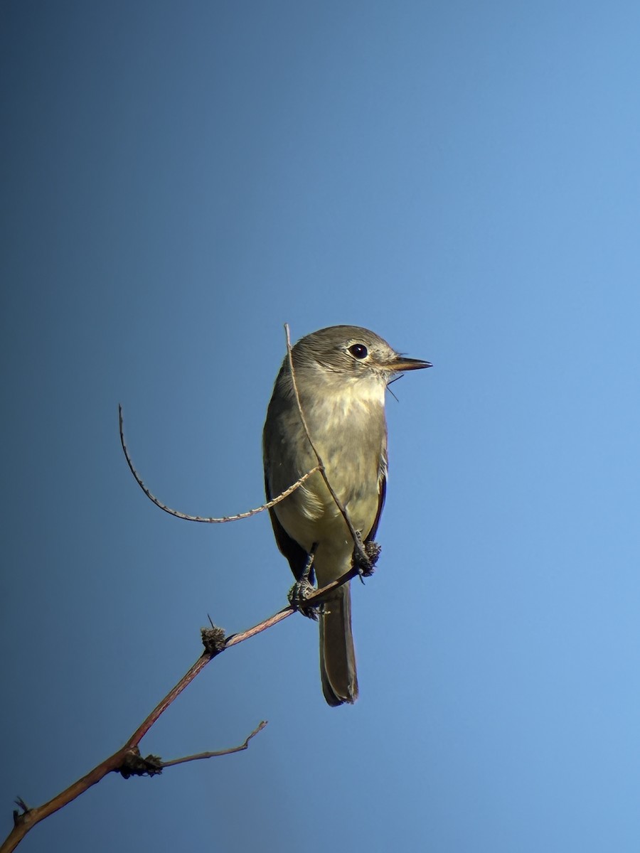 Gray Flycatcher - ML647094128