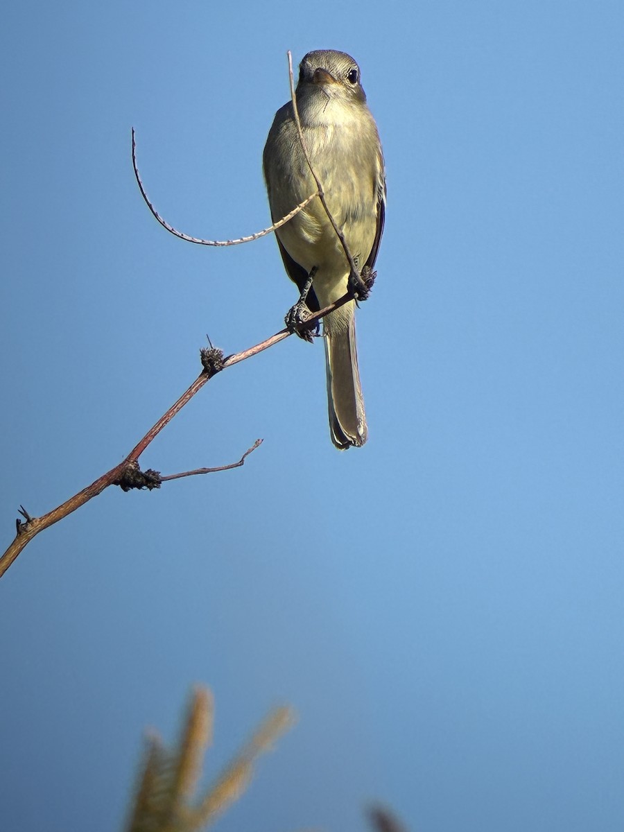Gray Flycatcher - ML647094129