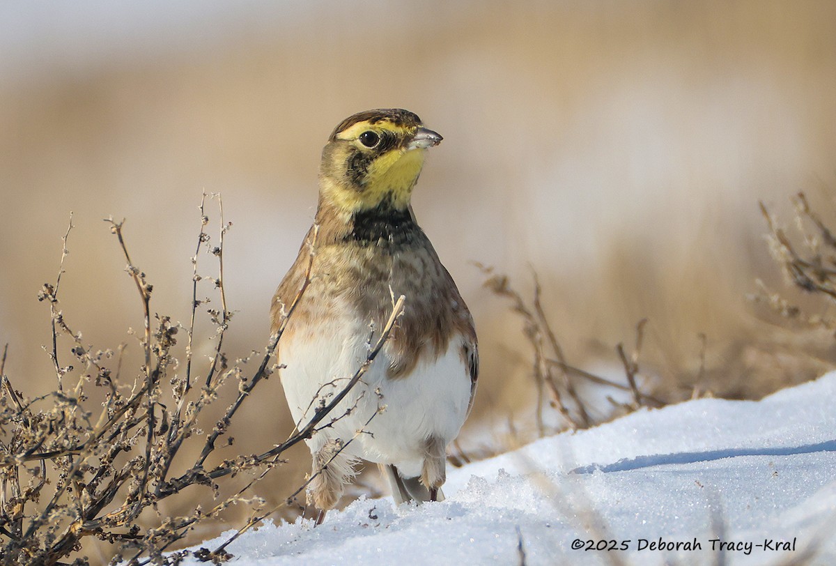 Horned Lark - ML647094130